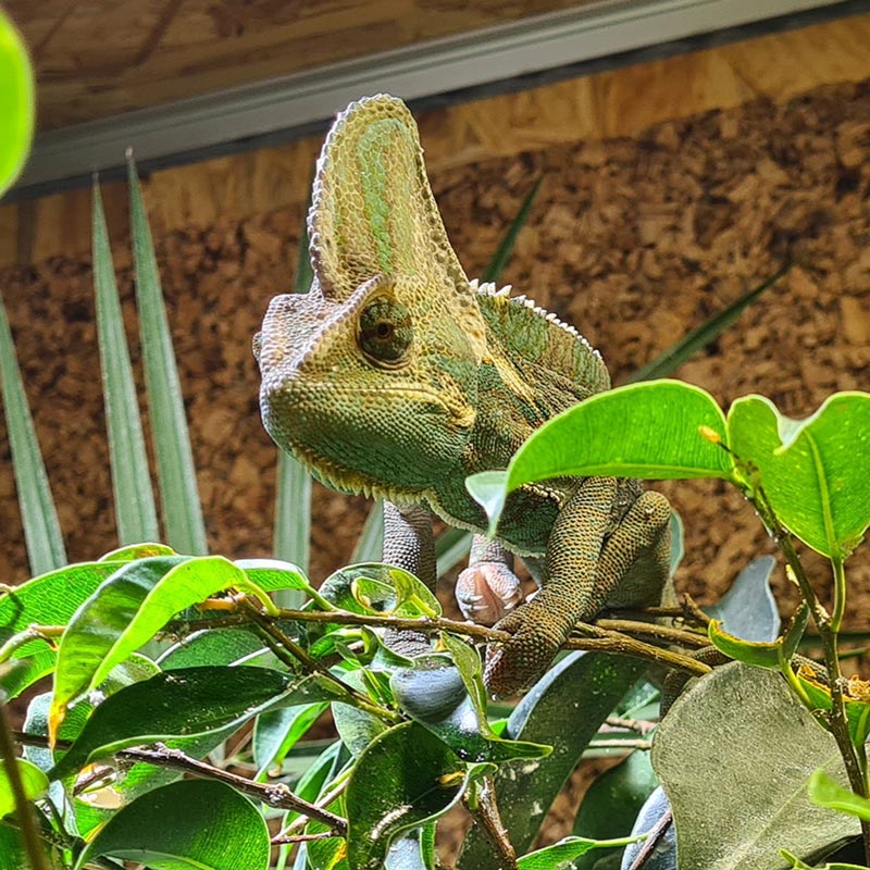 Grumpy Bob the chameleon
